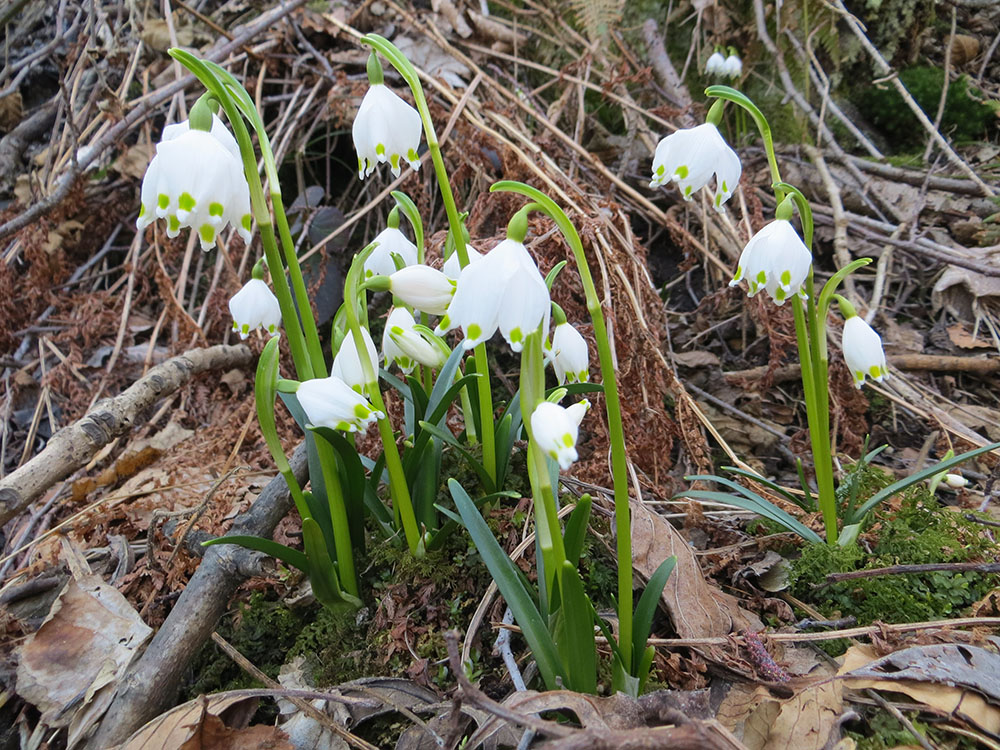 Spring 2