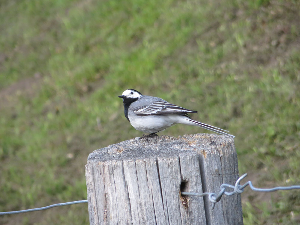 Spring 3