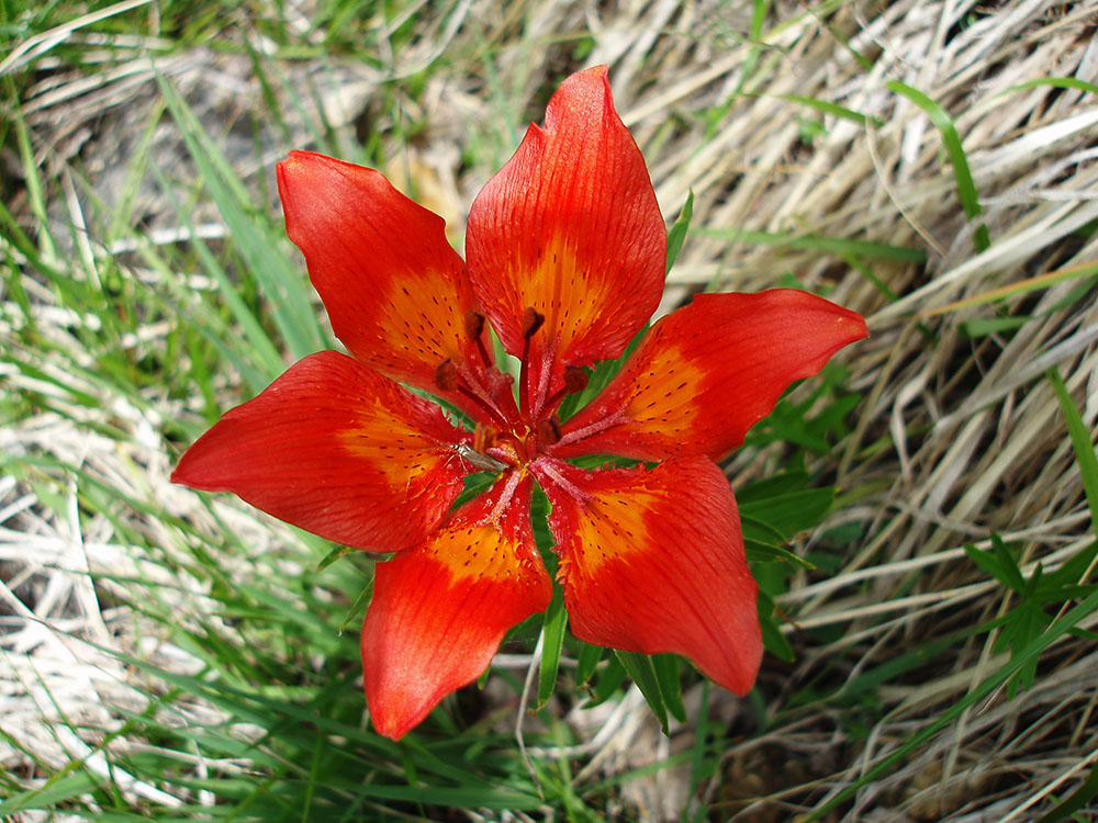 Spring 5